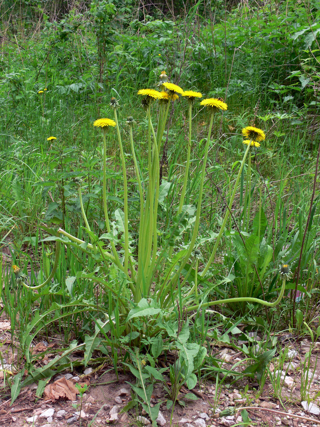 Изображение особи Taraxacum kjellmanii.