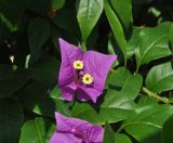 genus Bougainvillea. Соцветие и листья. Южный Китай, Гуанси-Чжуанский автономный р-н, окр. г. Яншо, берег реки. 12.10.2017.