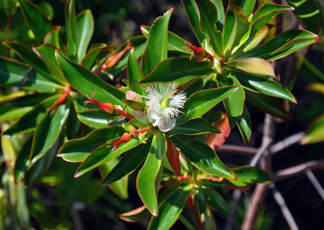 Изображение особи Ploiarium alternifolium.