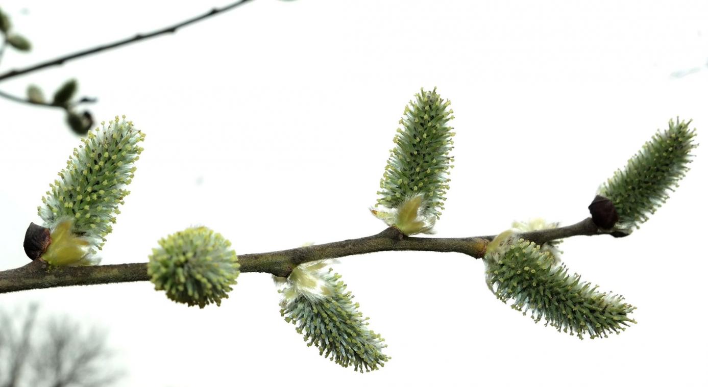 Image of Salix caprea specimen.