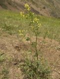 род Thalictrum. Цветущее растение. Кабардино-Балкария, Эльбрусский р-н, урочище Нижний Кезген. 04.07.2012.