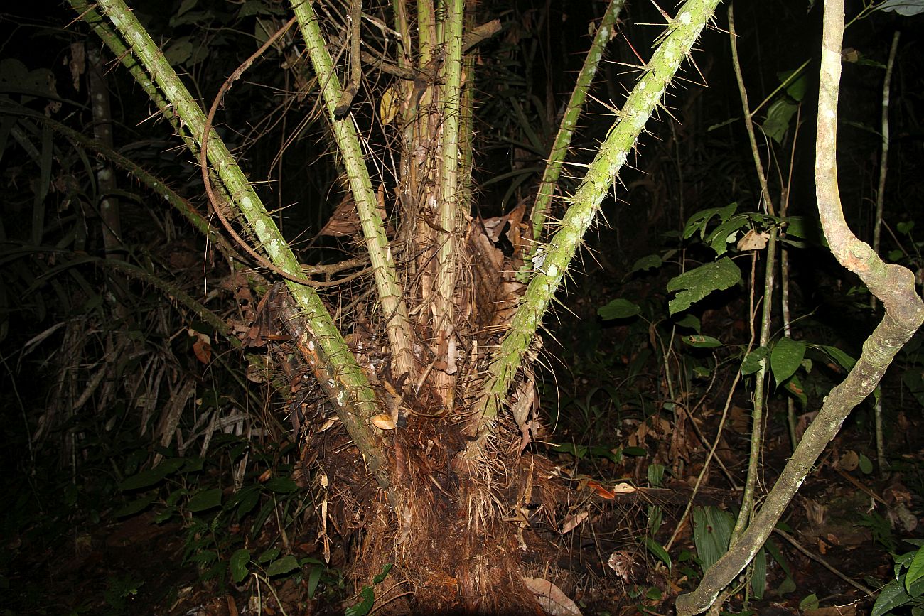 Image of genus Calamus specimen.