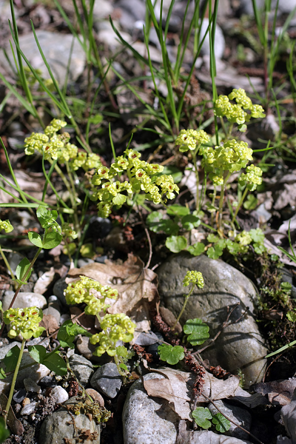 Image of Chrysosplenium alternifolium specimen.