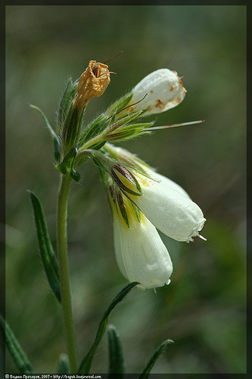 Изображение особи Onosma volgensis.