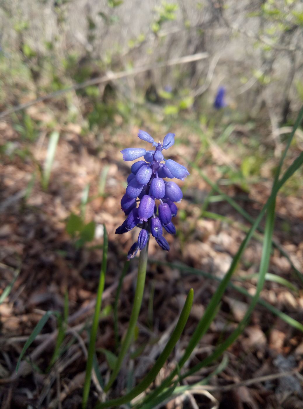 Изображение особи род Muscari.