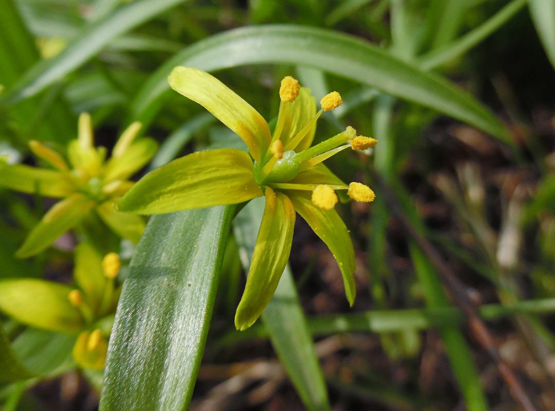 Изображение особи Gagea lutea.