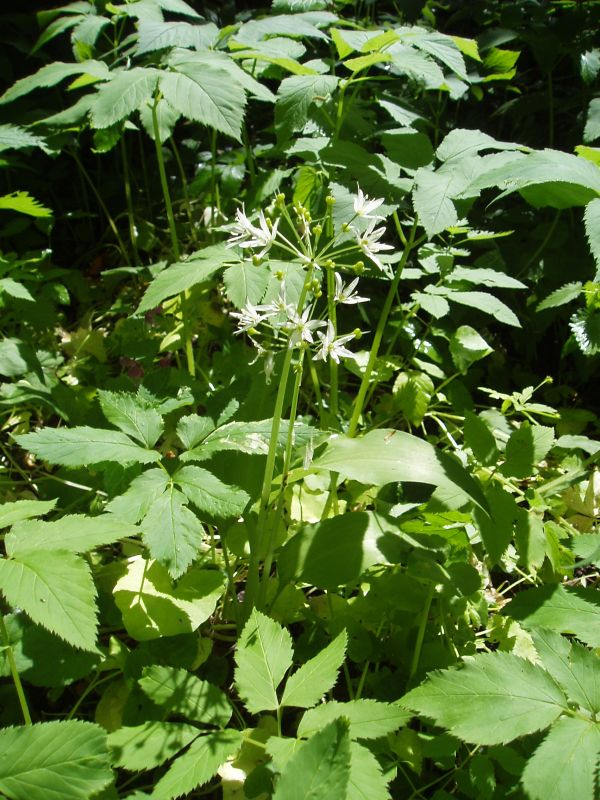 Image of Allium ursinum specimen.