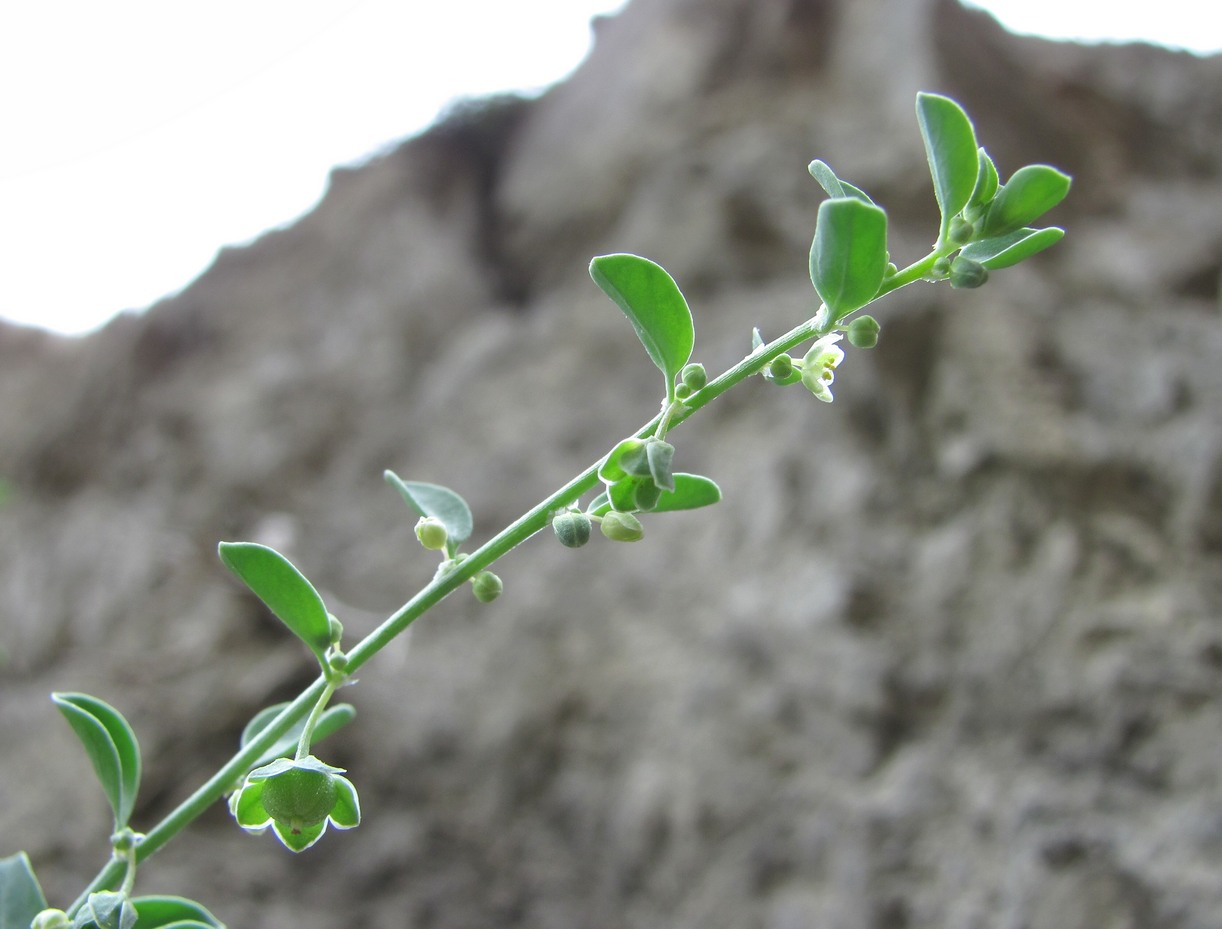 Image of Andrachne rotundifolia specimen.