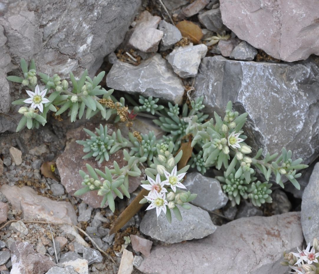 Image of Sedum hispanicum specimen.