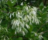 Chionanthus virginicus. Часть ветки с цветками. Москва, Воробьёвы горы, Ботанический сад МГУ, в культуре. 04.06.2018.