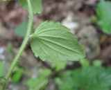 Veronica crista-galli