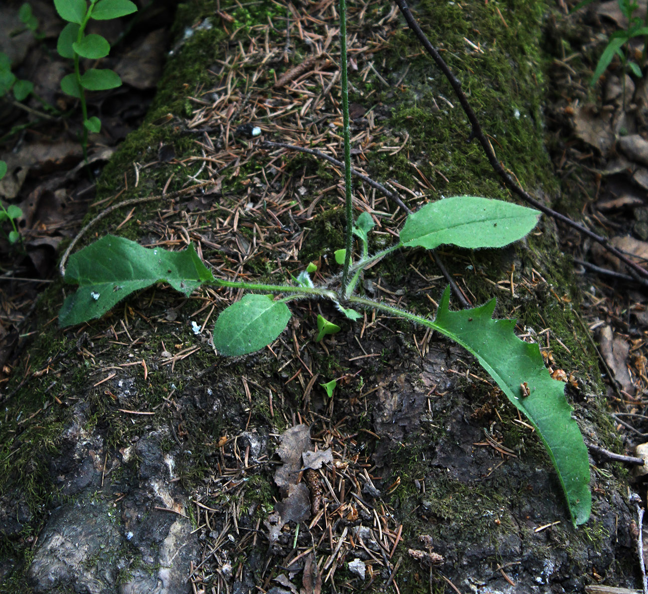 Image of Hieracium sylvularum specimen.