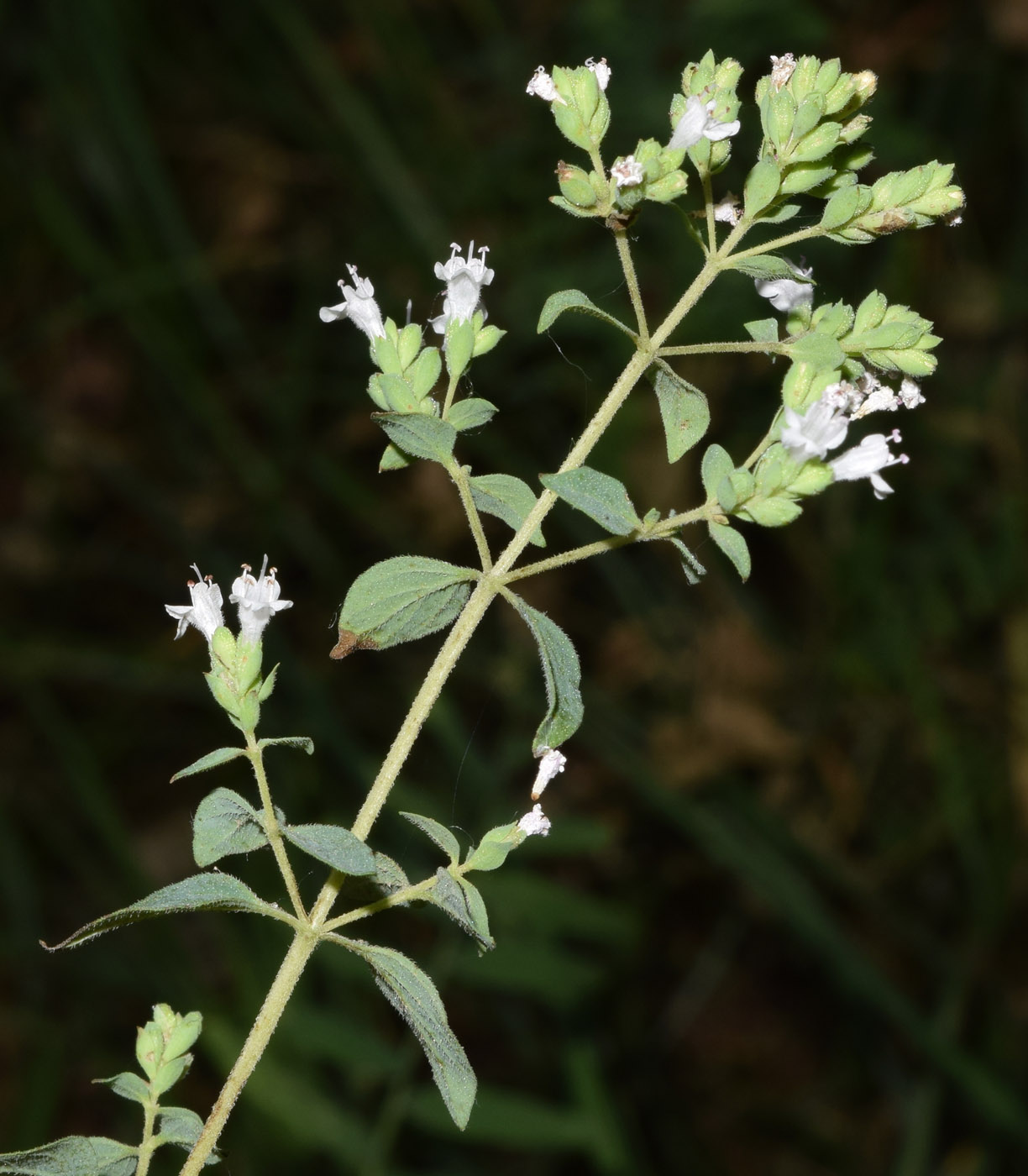 Изображение особи Origanum tyttanthum.