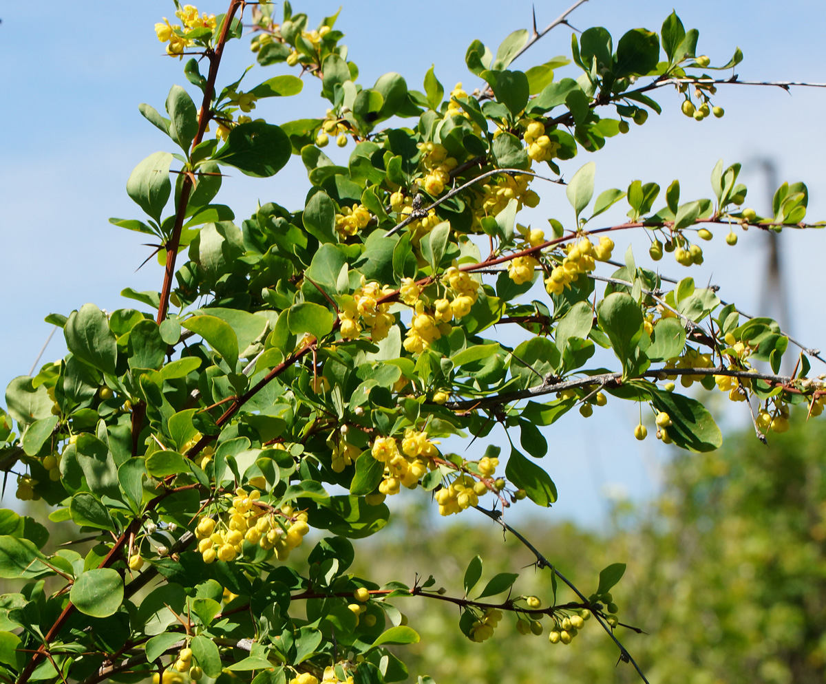 Image of Berberis sphaerocarpa specimen.