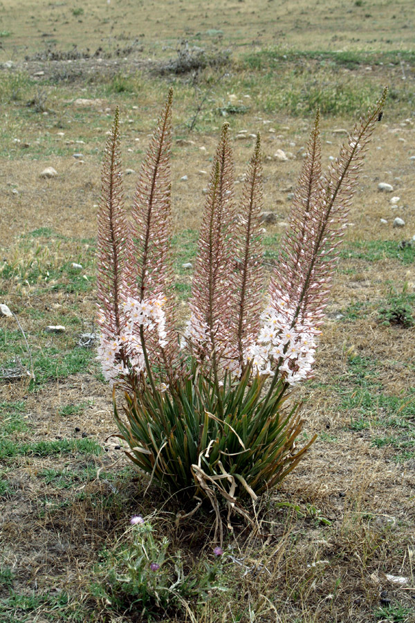 Изображение особи Eremurus olgae.