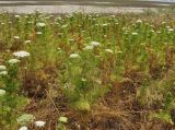 Visnaga daucoides
