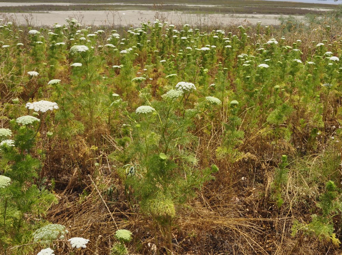 Изображение особи Visnaga daucoides.