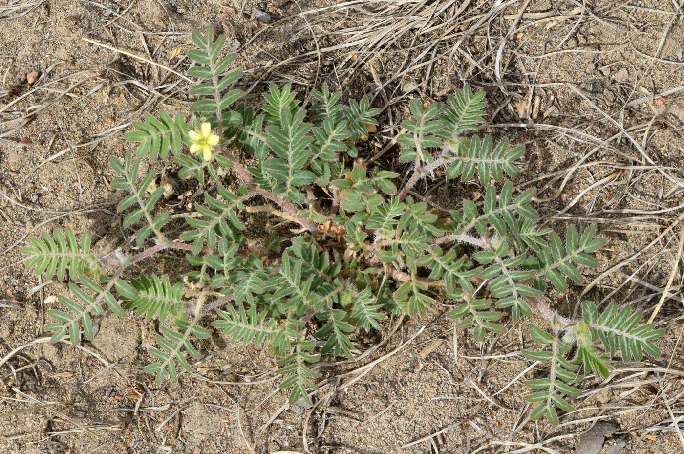 Image of Tribulus terrestris specimen.