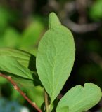 Spiraea media