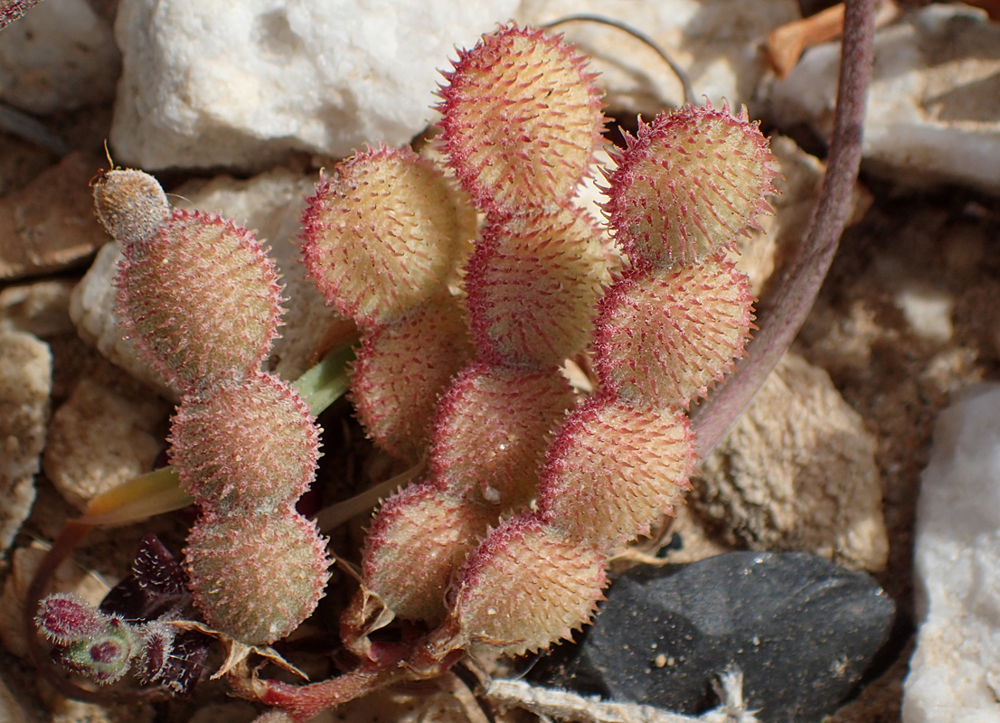 Изображение особи Hedysarum spinosissimum.