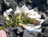 Astragalus tugarinovii