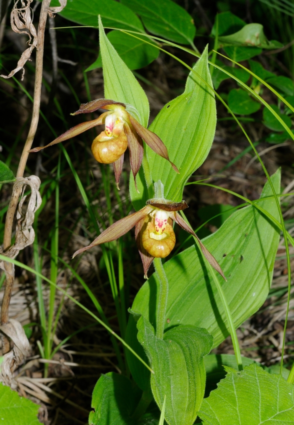 Image of Cypripedium shanxiense specimen.