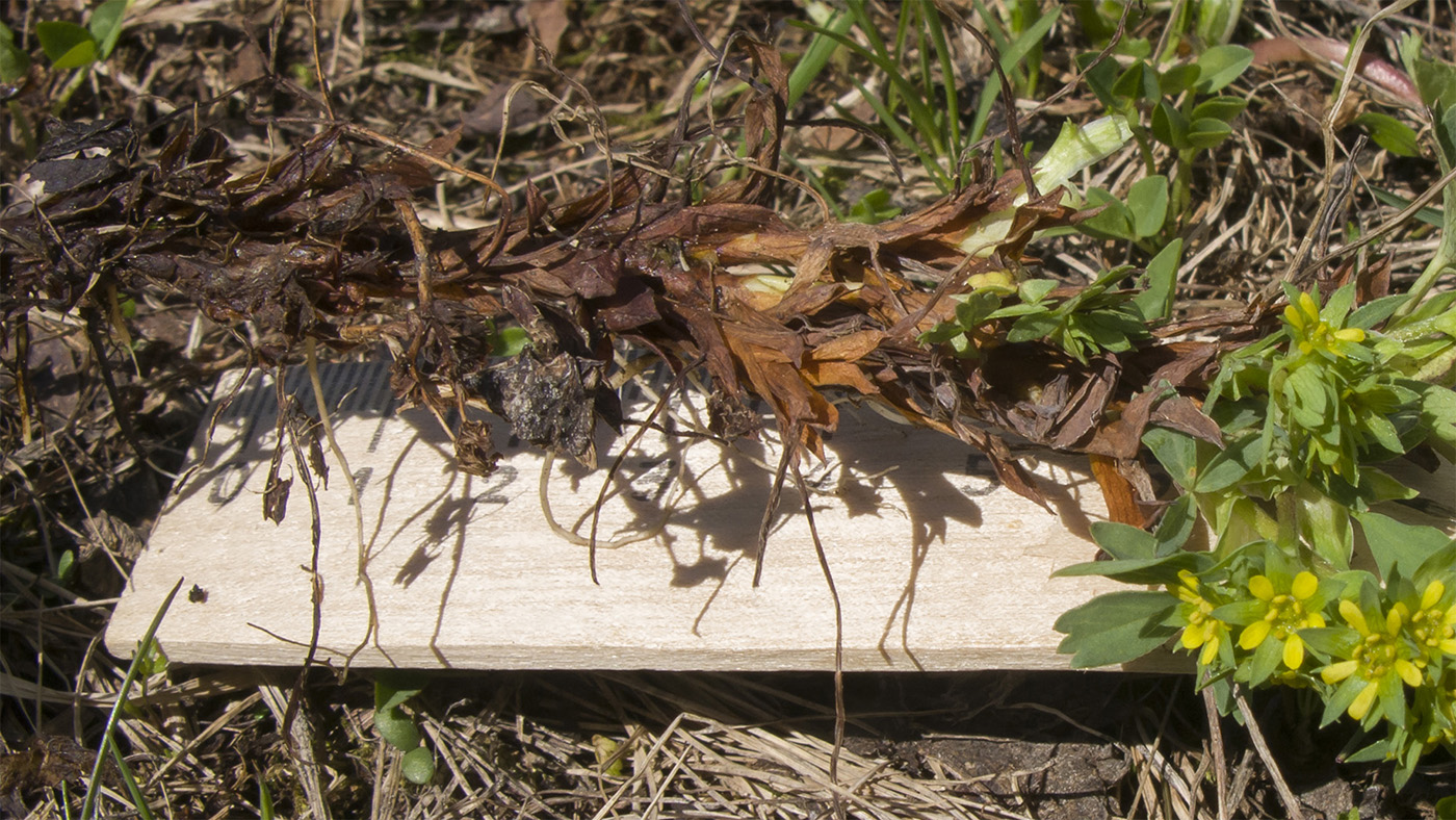 Image of Sibbaldia semiglabra specimen.