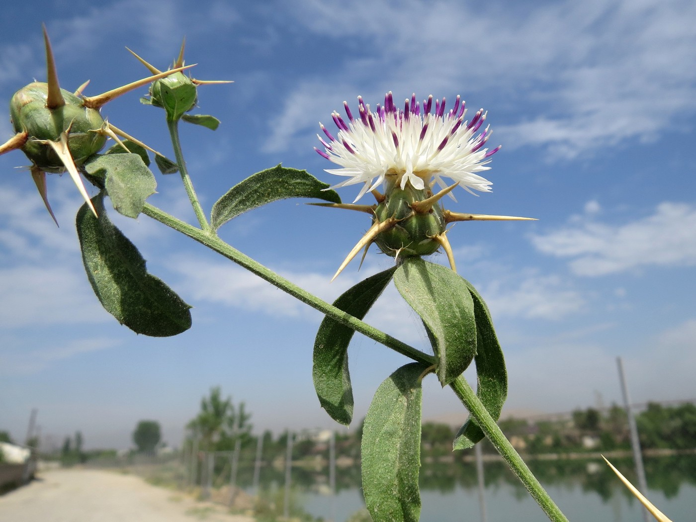 Изображение особи Centaurea iberica.