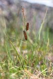 Carex rotundata