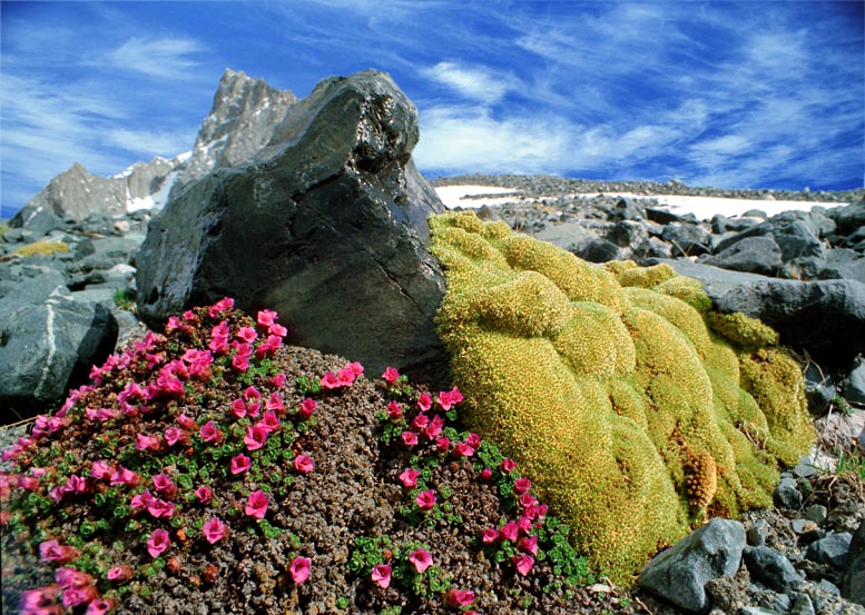 Image of Saxifraga asiatica specimen.