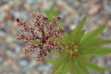 Aizopsis rhodocarpa. Прошлогоднее соплодие с раскрывшимися коробочками. Амурская обл., Сковородинский р-н, трасса Амур, граница области с Забайкальским краем, гравийная отсыпка вдоль трассы. 03.07.2016.