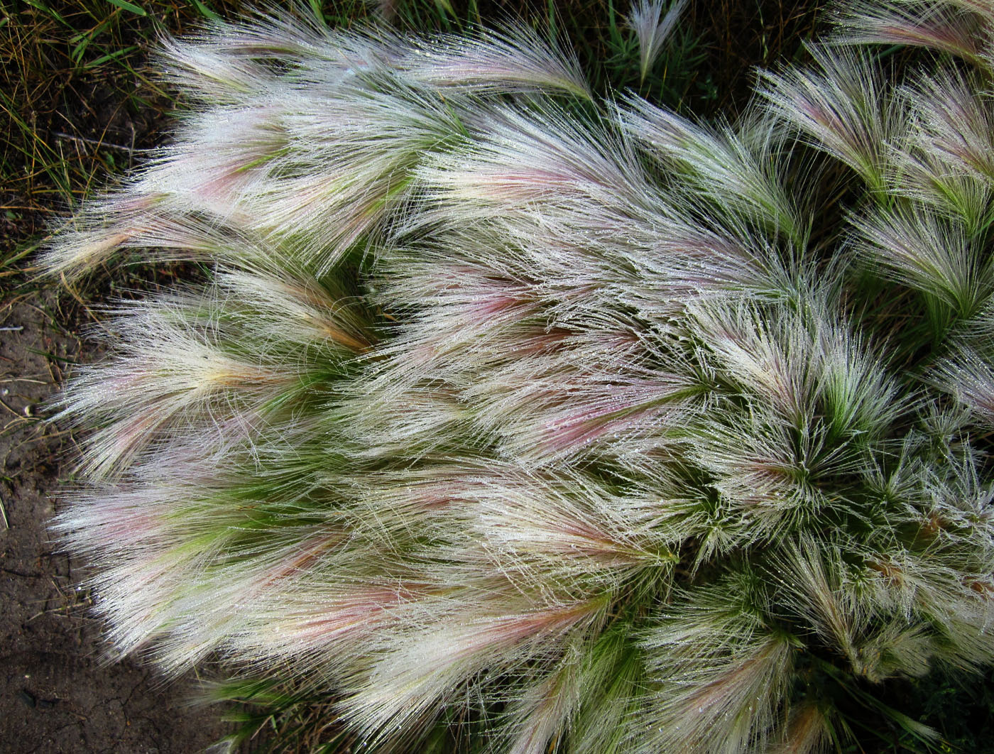 Image of Hordeum jubatum specimen.