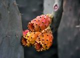 Opuntia ficus-indica