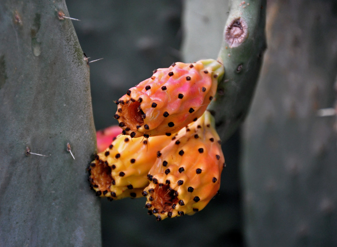 Image of Opuntia ficus-indica specimen.