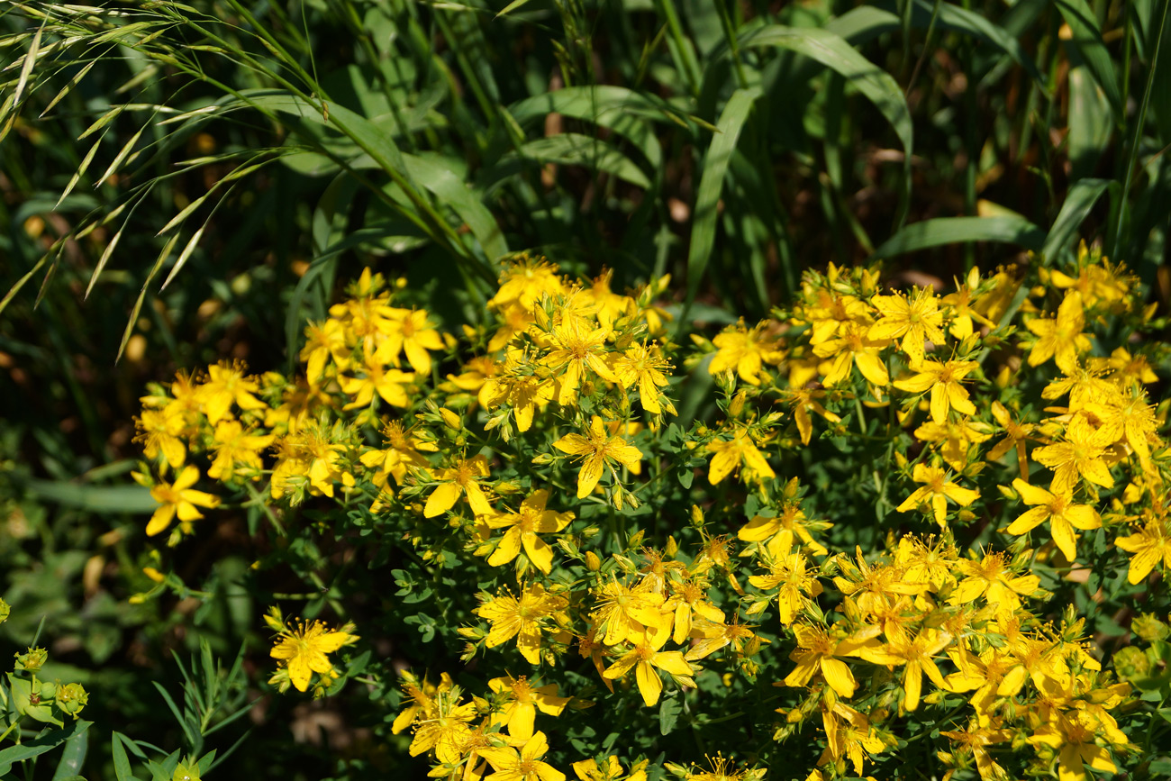 Image of Hypericum perforatum specimen.