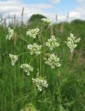 Chaerophyllum prescottii