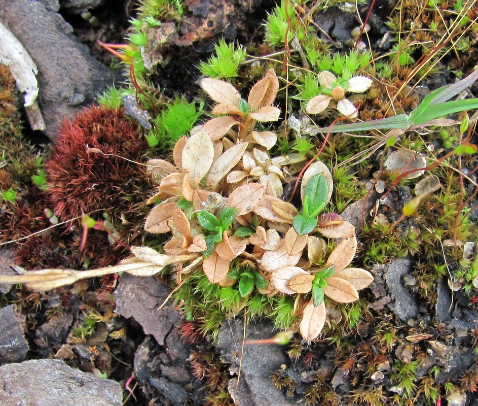 Изображение особи Cerastium holosteoides.