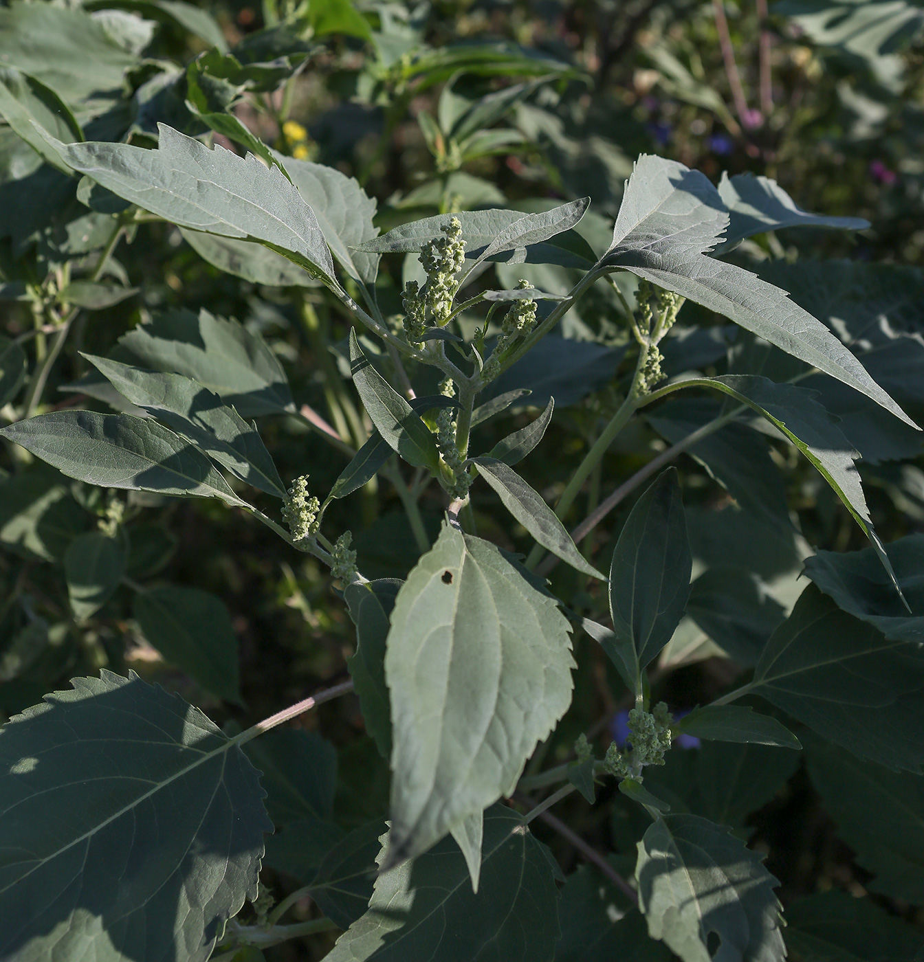 Image of Cyclachaena xanthiifolia specimen.