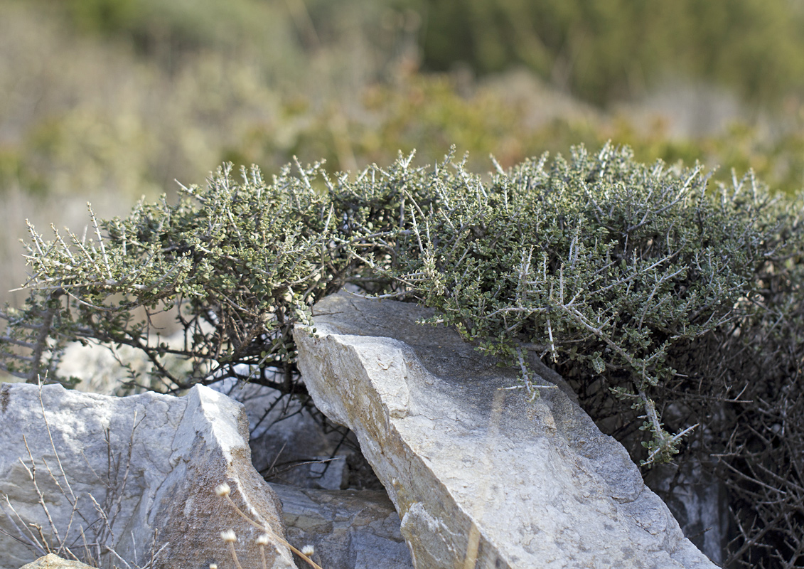 Image of Olea europaea var. sylvestris specimen.