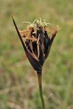 Schoenus nigricans. Соцветие. Нидерланды, Северное море, о-в Схирмонниког, влажная долина между приморскими дюнами. 24 мая 2010 г.