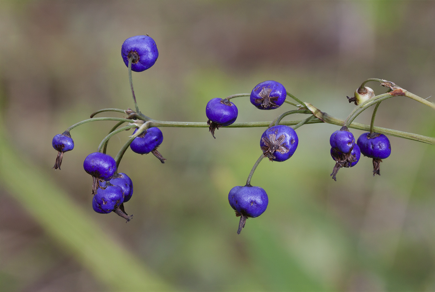 Изображение особи род Dianella.