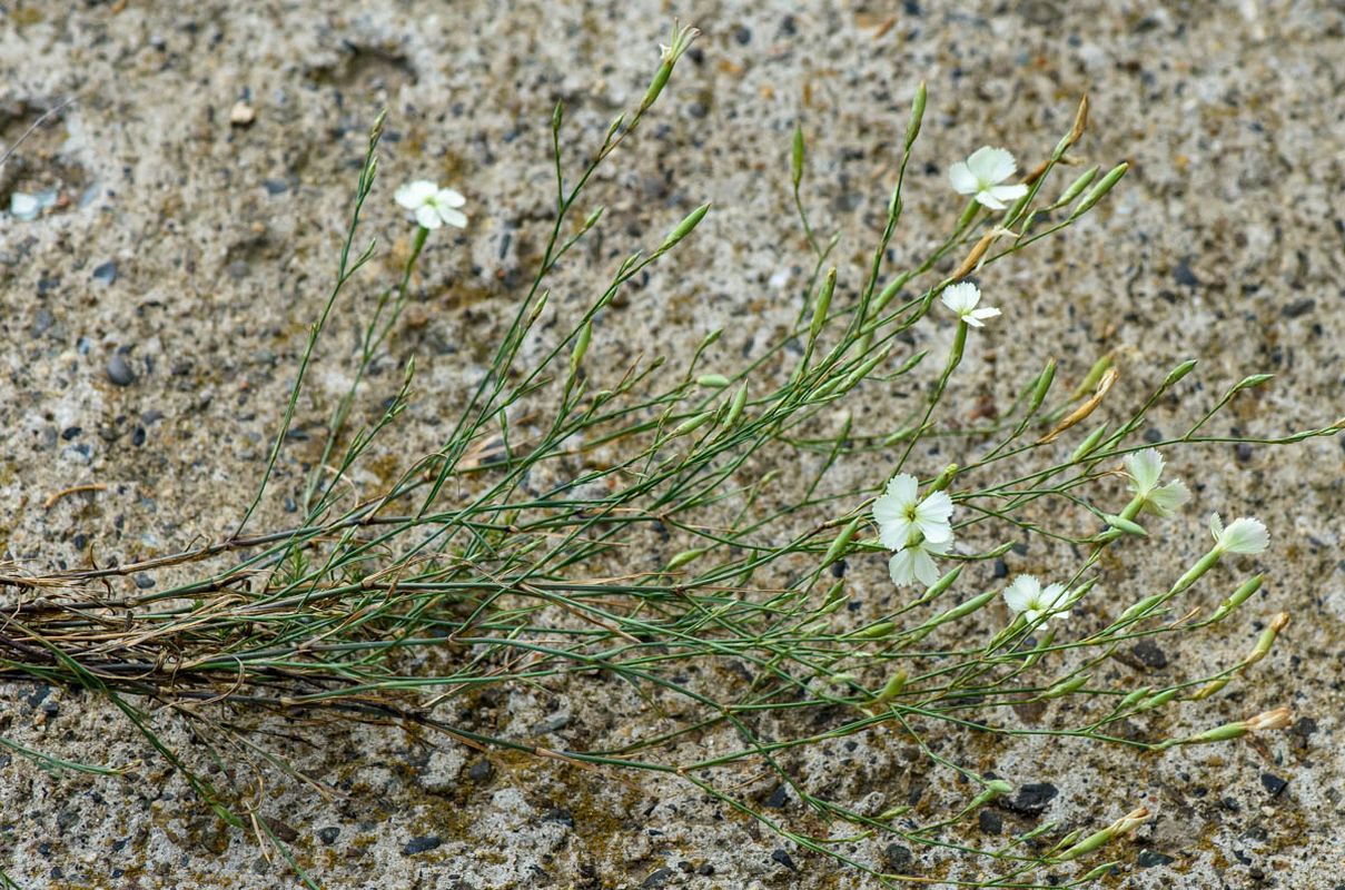 Image of Dianthus ramosissimus specimen.