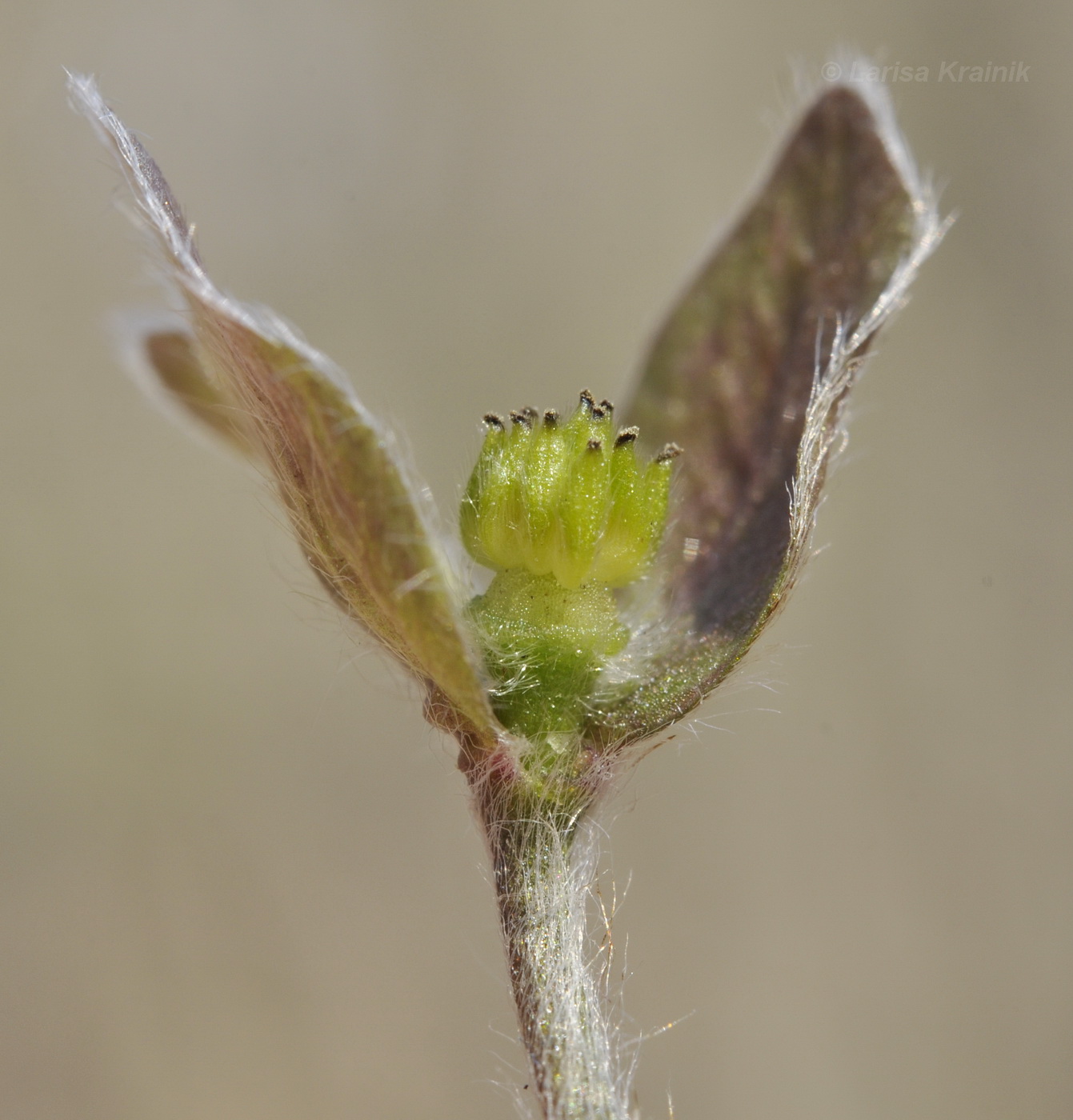 Image of Hepatica asiatica specimen.