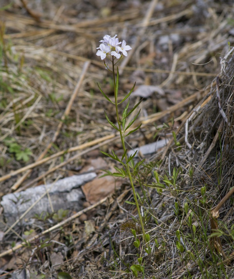 Image of Cardamine trifida specimen.