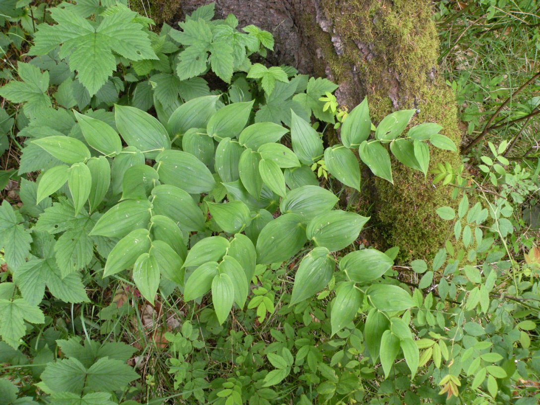 Изображение особи Streptopus amplexifolius.