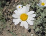 Anthemis fruticulosa. Соцветие. Дагестан, Докузпаринский р-н, окр. с. Усухчай, ок. 1000 м н.у.м., склон. 04.06.2019.