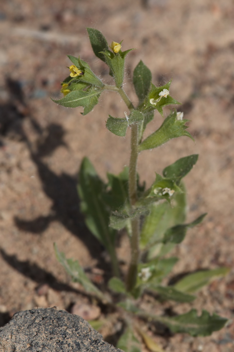 Изображение особи Hyoscyamus pusillus.