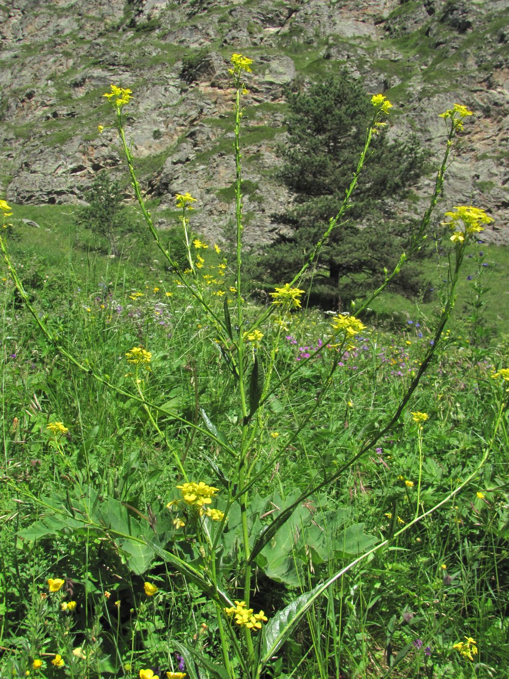 Image of Bunias orientalis specimen.