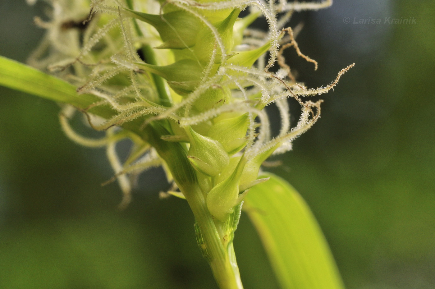 Image of Carex dispalata specimen.