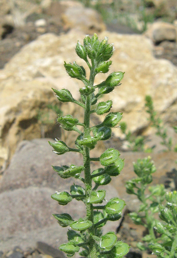 Изображение особи Alyssum alyssoides.